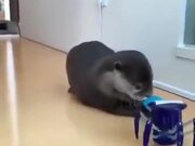 Cute Otter Scared By A Toy