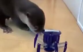 Cute Otter Scared By A Toy - Animals - VIDEOTIME.COM