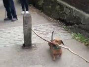 This Dog Just Will Not Give Up - Animals - Y8.com