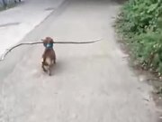 This Dog Just Will Not Give Up