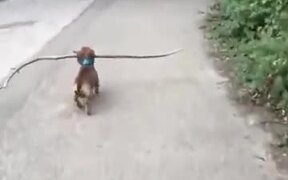 This Dog Just Will Not Give Up - Animals - VIDEOTIME.COM