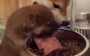 Tiny Puppy Wants All The Food For Itself - Animals - VIDEOTIME.COM