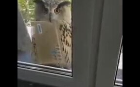 So Hedwig Is Real After All - Animals - VIDEOTIME.COM