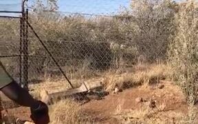 Caracals Can Make Some Seriously High Jumps - Animals - VIDEOTIME.COM