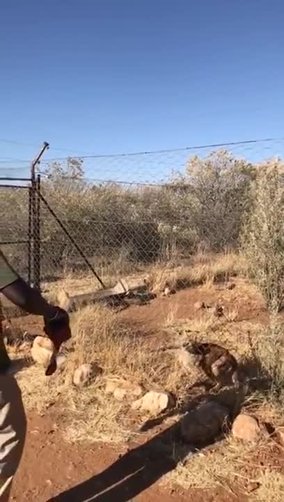 Caracals Can Make Some Seriously High Jumps
