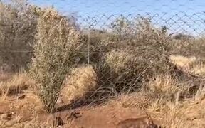 Caracals Can Make Some Seriously High Jumps - Animals - VIDEOTIME.COM
