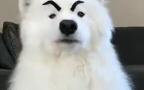 Dogs With Eyebrows Are The Best - Animals - VIDEOTIME.COM