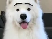 Dogs With Eyebrows Are The Best