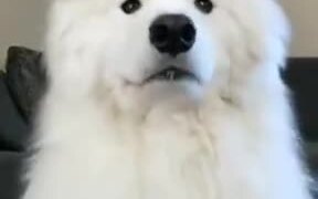 Dogs With Eyebrows Are The Best - Animals - VIDEOTIME.COM