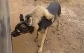 Is This A Low-Budget Version Of The Lion King? - Animals - VIDEOTIME.COM