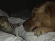 Little Kitten Not Scared Of The Big Dog