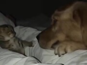 Little Kitten Not Scared Of The Big Dog