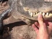 Alligators Like Belly Rubs And Scratches Too