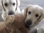 Cute Dogs Arguing About A Toy