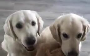 Cute Dogs Arguing About A Toy - Animals - VIDEOTIME.COM
