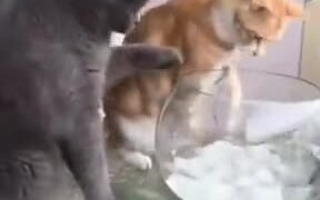 The Civil Cat Vs The Conventional Cat - Animals - VIDEOTIME.COM