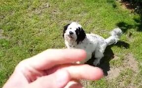 This Dog Is The Master Of Fetch - Animals - VIDEOTIME.COM