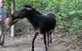 Mule Loves Playing Basketball - Animals - VIDEOTIME.COM