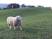 Sheep Are As Playful As Dogs
