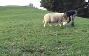 Sheep Are As Playful As Dogs - Animals - VIDEOTIME.COM