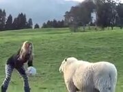 Sheep Are As Playful As Dogs