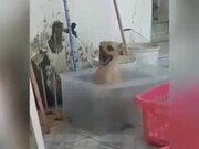 Dog Having A Nice Time Bathing