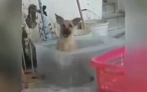 Dog Having A Nice Time Bathing - Animals - VIDEOTIME.COM