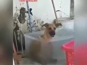 Dog Having A Nice Time Bathing