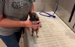 Absolutely Tiny Puppy Gets A Bath - Animals - VIDEOTIME.COM