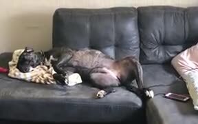 Cute Dog Wants Some Belly Rubs - Animals - VIDEOTIME.COM