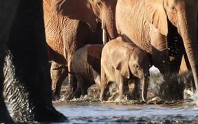 The Elephant Queen Trailer - Movie trailer - VIDEOTIME.COM