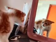 Cat Got Mad At Its Own Reflection