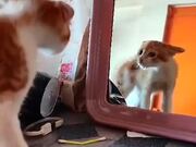 Cat Got Mad At Its Own Reflection
