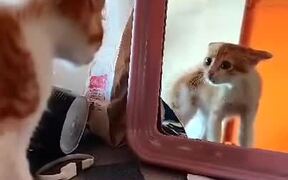 Cat Got Mad At Its Own Reflection - Animals - VIDEOTIME.COM