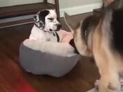 The Dog Doesn't Want To Part With The Bed