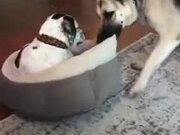 The Dog Doesn't Want To Part With The Bed