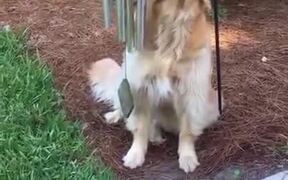 Cheerful Golden Retriever Sings Along - Animals - VIDEOTIME.COM