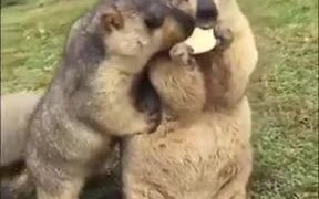 When Your Friends Find Out That You Have Snacks - Animals - VIDEOTIME.COM