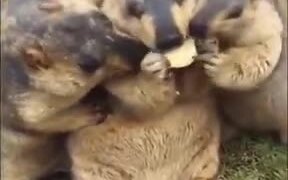 When Your Friends Find Out That You Have Snacks - Animals - VIDEOTIME.COM