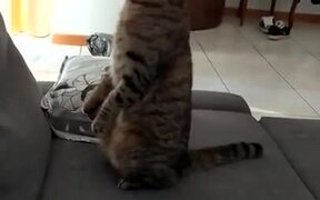 Cat Absolutely Paranoid Of Vacuum Cleaner - Animals - VIDEOTIME.COM