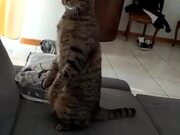 Cat Absolutely Paranoid Of Vacuum Cleaner