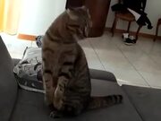 Cat Absolutely Paranoid Of Vacuum Cleaner