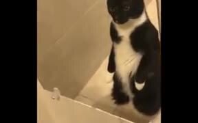 Cat Finally Figured That It's Getting Fat - Animals - VIDEOTIME.COM
