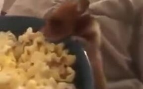 Behold The Tiny Popcorn Thief - Animals - VIDEOTIME.COM