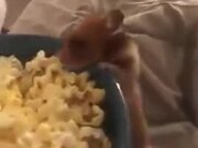 Behold The Tiny Popcorn Thief