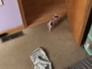 Little Pig Rampaging Around And Scaring The Dog