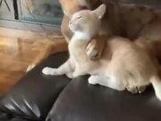 Dog And Cat Are The Best Pals
