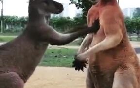 Looks Like A Cringey Couple Fight - Animals - VIDEOTIME.COM