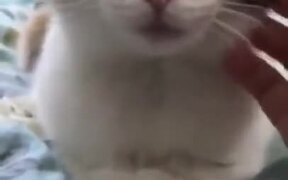 That Moment When You Die From Your Own Cuteness - Animals - VIDEOTIME.COM