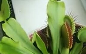 The Wonderful Venus Flytrap Plant